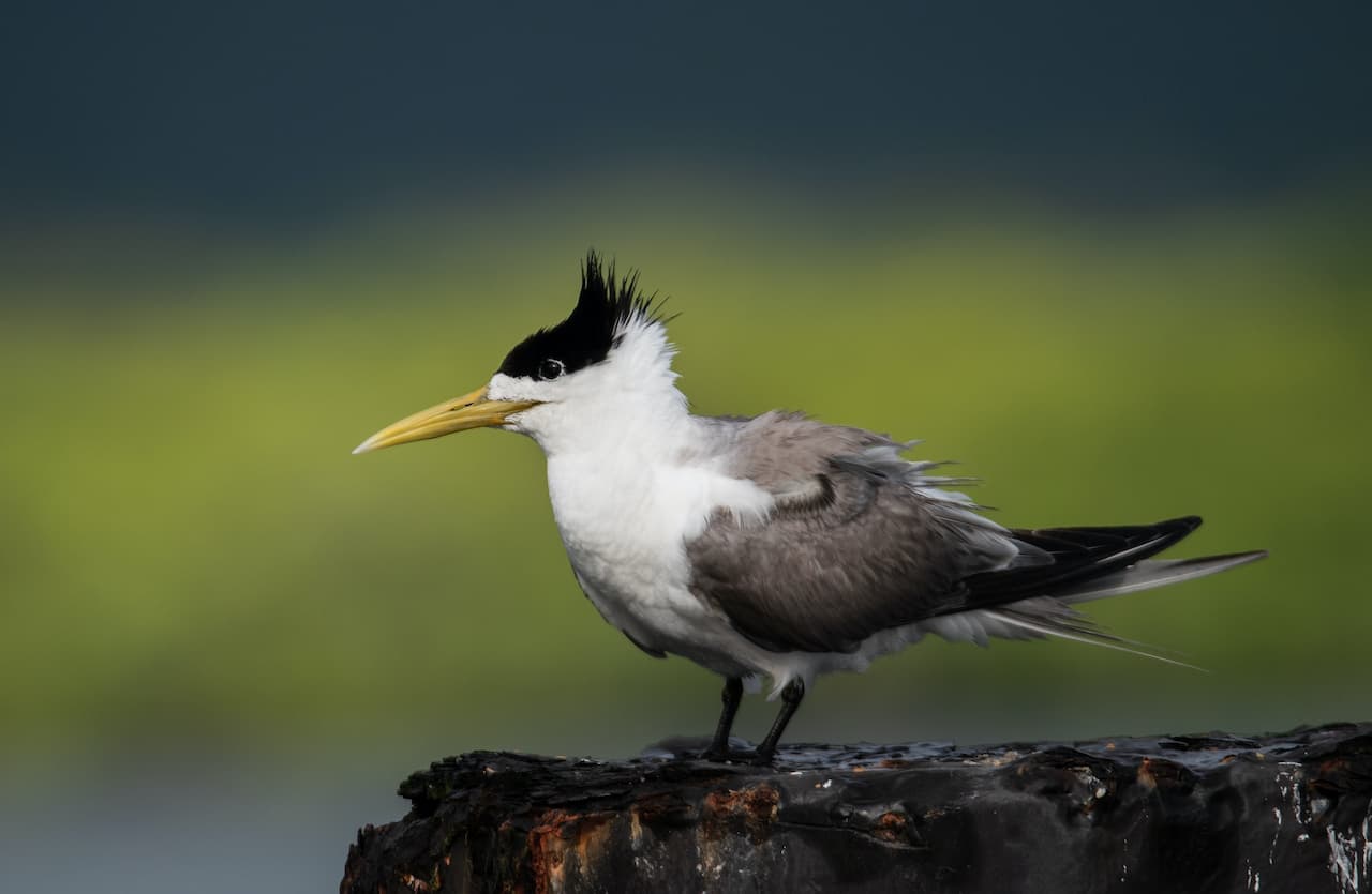 A Crested Tern standing on a black stone alone.