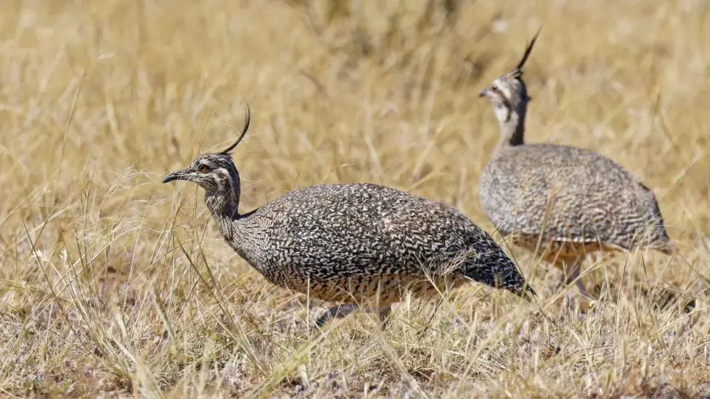 Two Elegant Crested Tinamous in the Grass
