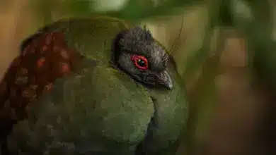 The Crested Partridge Close Up Image