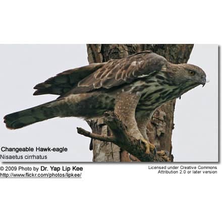 Crested Hawk-eagle or Changeable Hawk-eagle (Nisaetus cirrhatus)