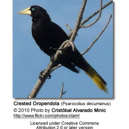 Crested Oropendola (Psarocolius decumanus)