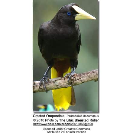 Crested Oropendola