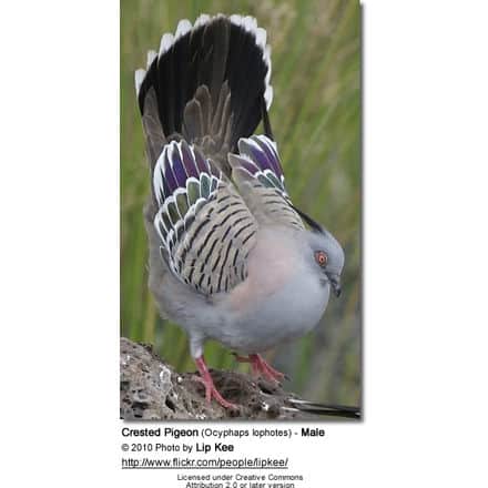 Crested Pigeon (Ocyphaps lophotes) - Male