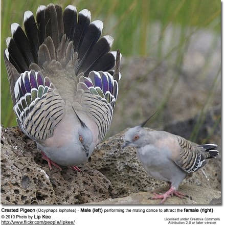 Crested Pigeon (Ocyphaps lophotes) - Male (left) performing the mating dance to attract the female (right)
