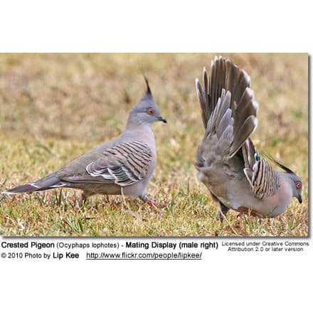 Crested Pigeon (Ocyphaps lophotes) - Mating Display (male right)