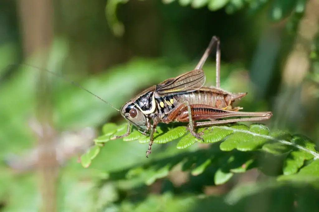 Cricket on the Leaf 