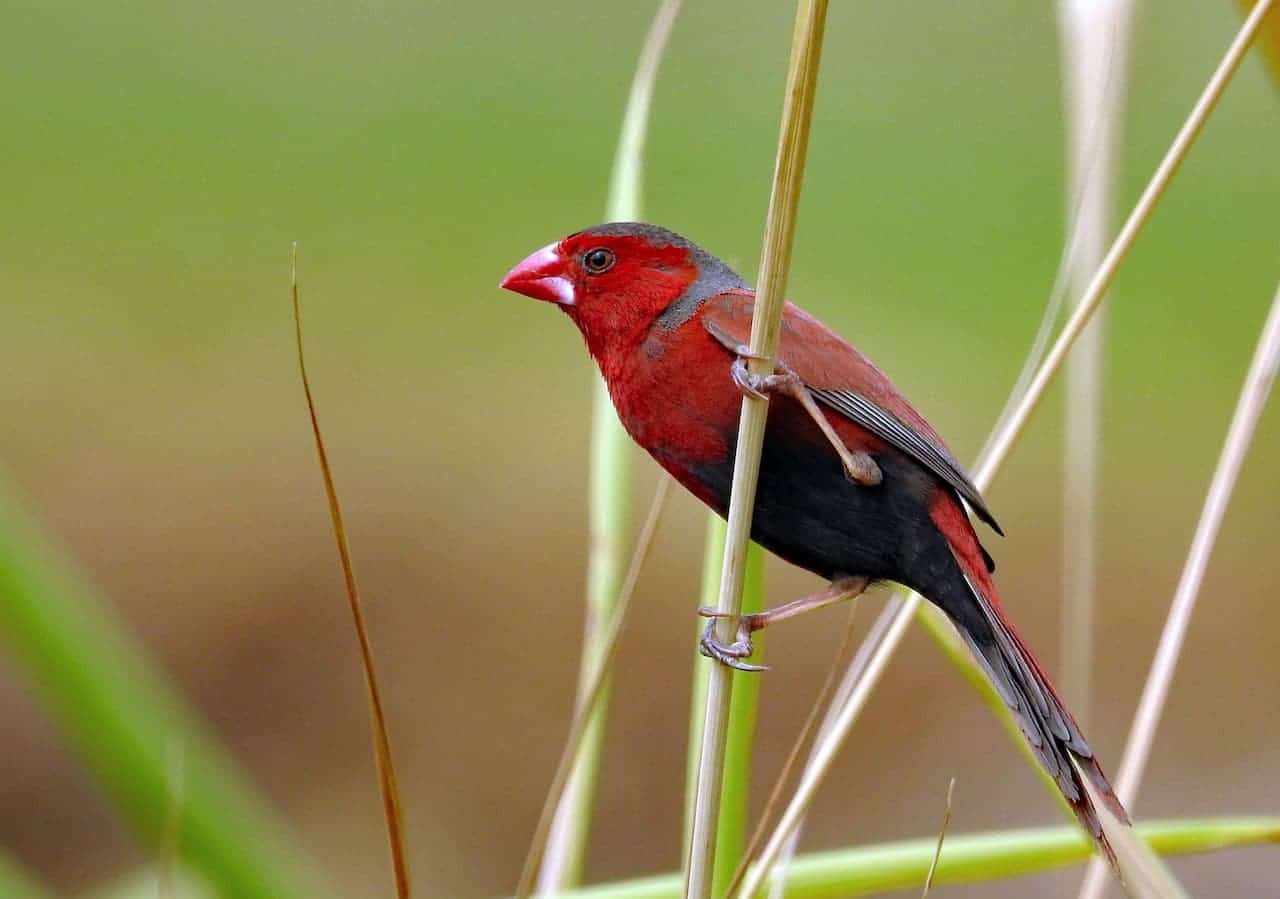 A Crimson Finch holding on a long grass stem.