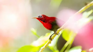 The Crimson Sunbirds Perched In A Thorn