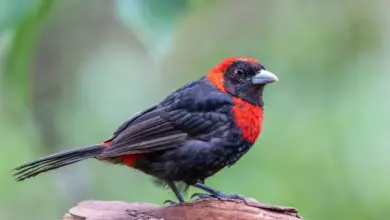 The Crimson-collared Tanagers Close Up Image