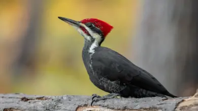 The Crimson-crested Woodpeckers Close Up Photo