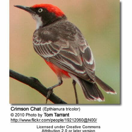 Crimson Chat (Epthianura tricolor)