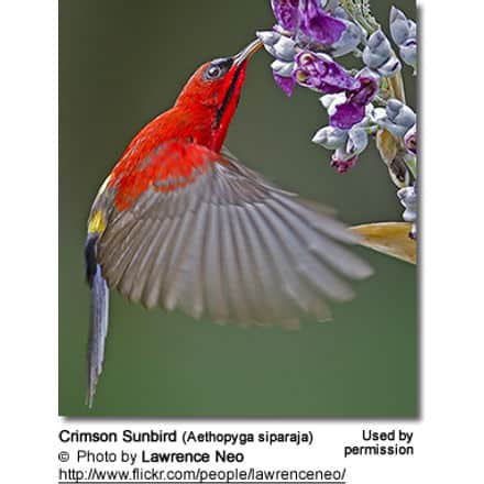Crimson Sunbird, Aethopyga siparaja