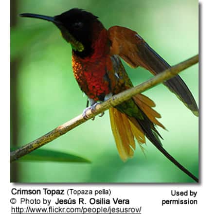 Crimson Topaz (Topaza pella)