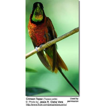 Crimson Topaz Hummingbird