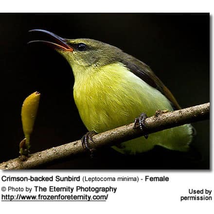 Crimson-backed Sunbird (Leptocoma minima) - Female