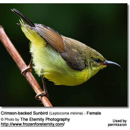Crimson-backed Sunbird (Leptocoma minima) - Female