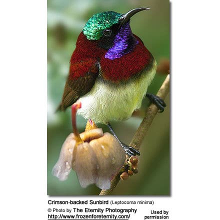 Crimson-backed Sunbird (Leptocoma minima)