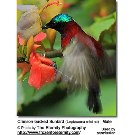 Crimson-backed Sunbird (Leptocoma minima) - Male