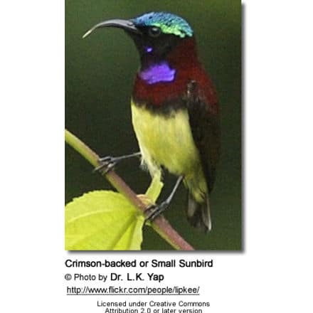Crimson-backed Sunbird (Leptocoma minima or Cinnyris minima, formerly Nectarinia minima) - also commonly known as Small Sunbird