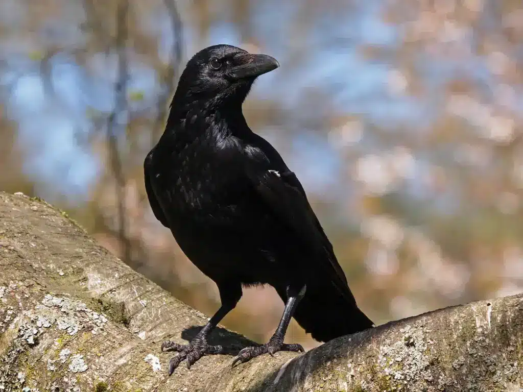 Crow on the Tree