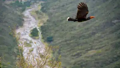 The Crowned Hornbill Is Flying
