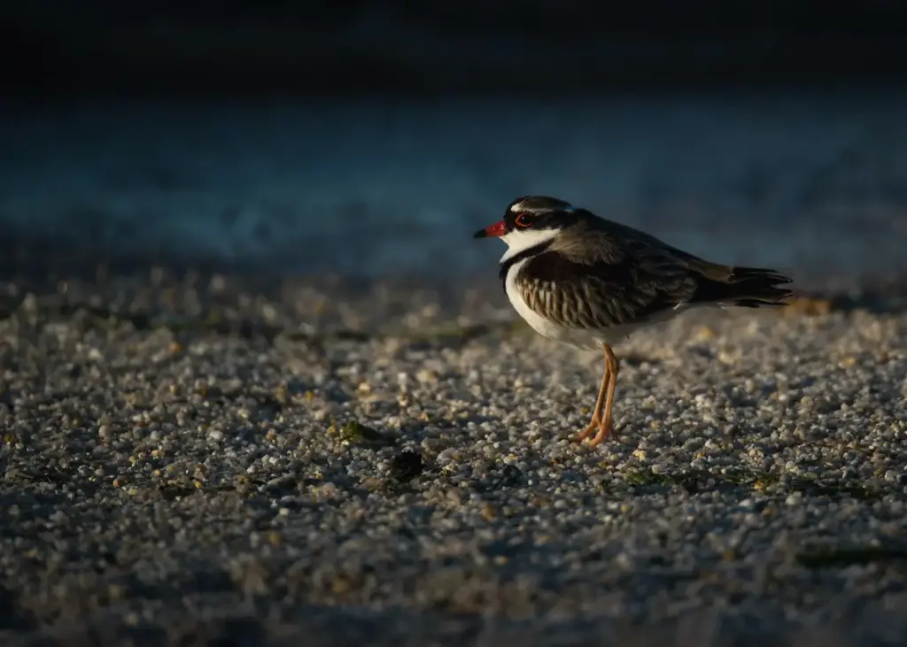 The Crowned Lapwing Standing In The Sand