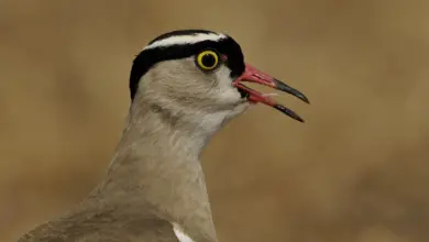 Close up Image of Crowned Lapwings