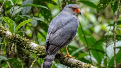 Cryptic Forest Falcons