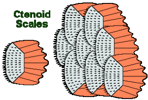 Ctenoid Scales Diagram