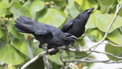 Cuban Crows Perched on A Tree Branch