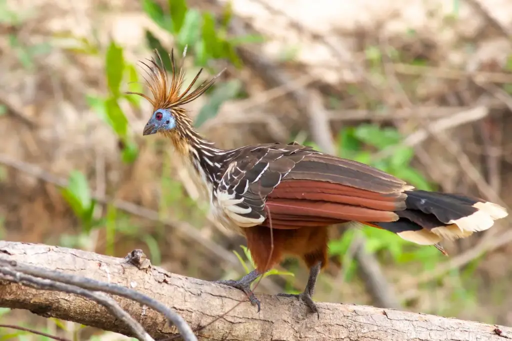 Cuckoos & Hoatzin Perched on Tree Branch