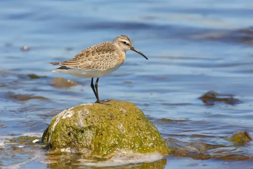 Curlew Sandpiper