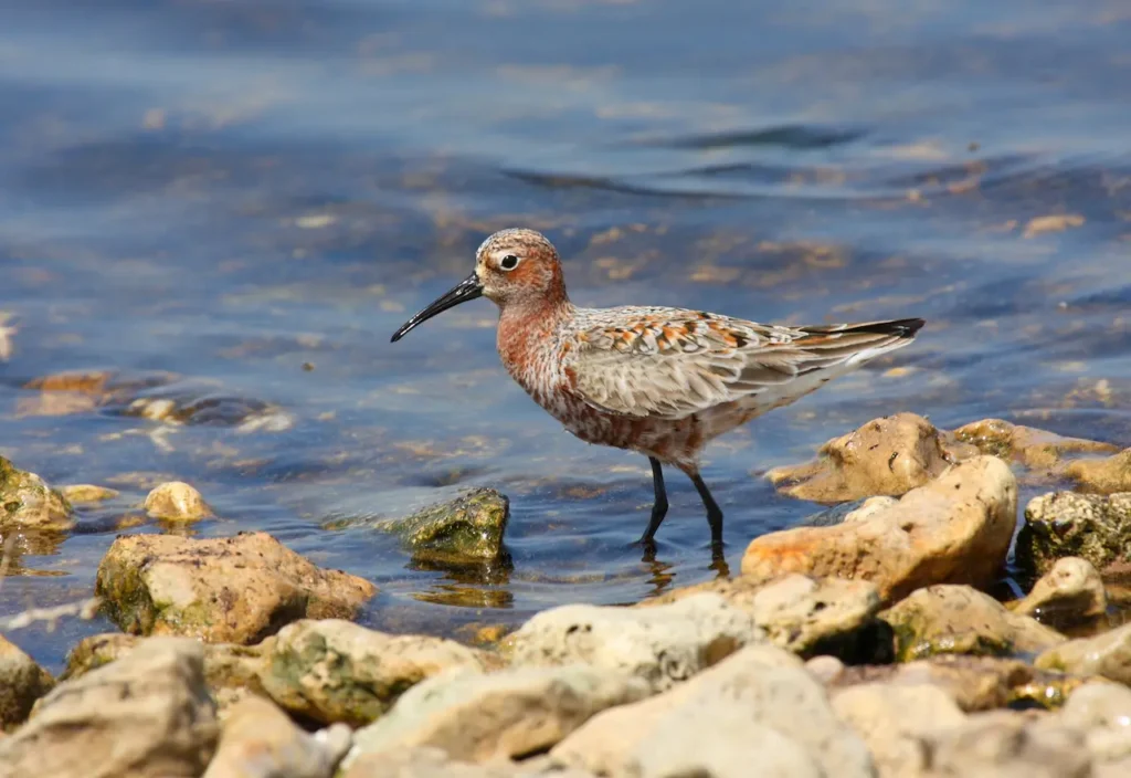 Curlew Sandpiper Image 