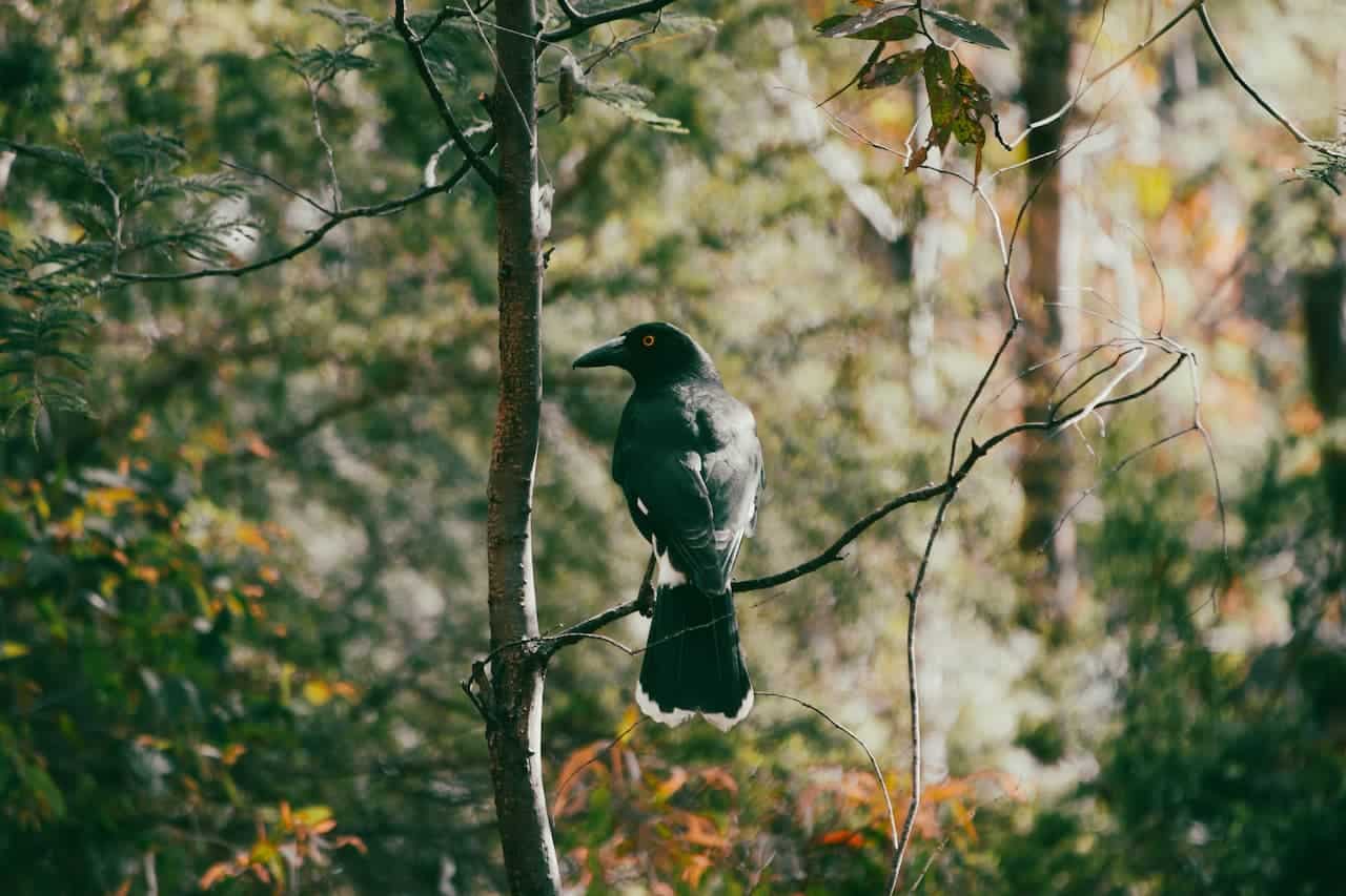 A Black Bird On the Tree