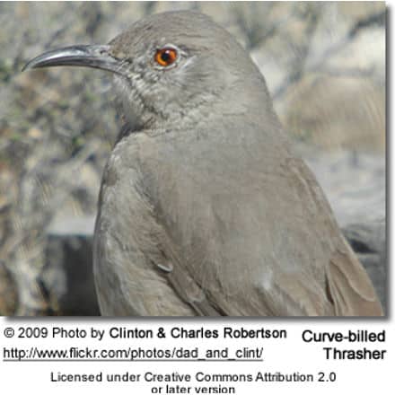 A close-up of a Curve-billed Thrasher bird with grayish-brown plumage and a long, slightly curved bill. The background is blurred, giving focus to the bird, reminiscent of how Many-colored Fruit Doves similarly stand out in their habitats. Image credits to Clinton & Charles Robertson under Creative Commons Attribution 2.0.