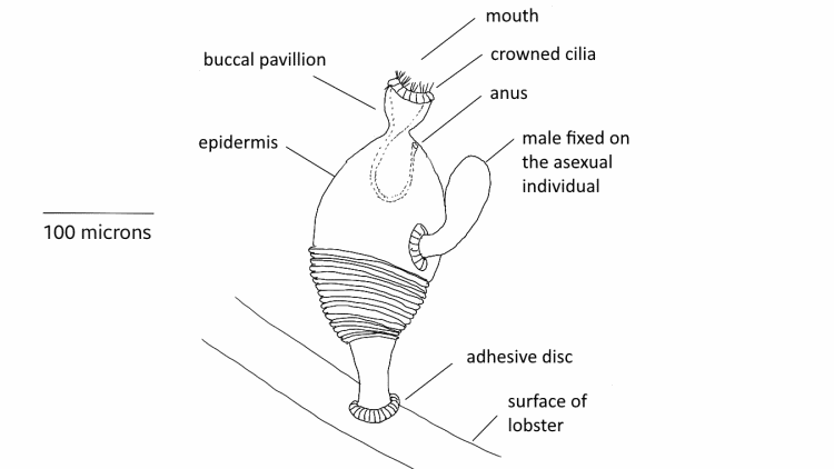 Cycliophora Symbion pandora anatomy diagram english