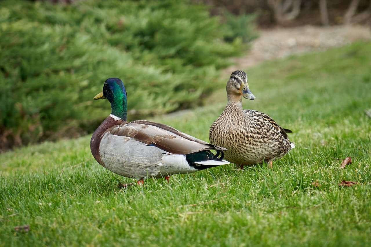 Two Dabbling Ducks Standing