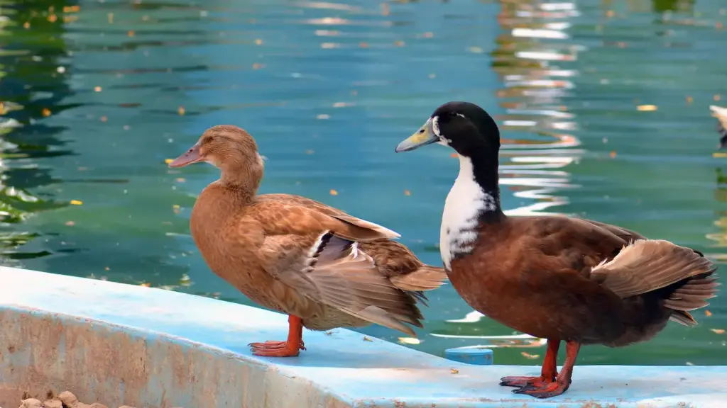 Dabbling Ducks in Zoo