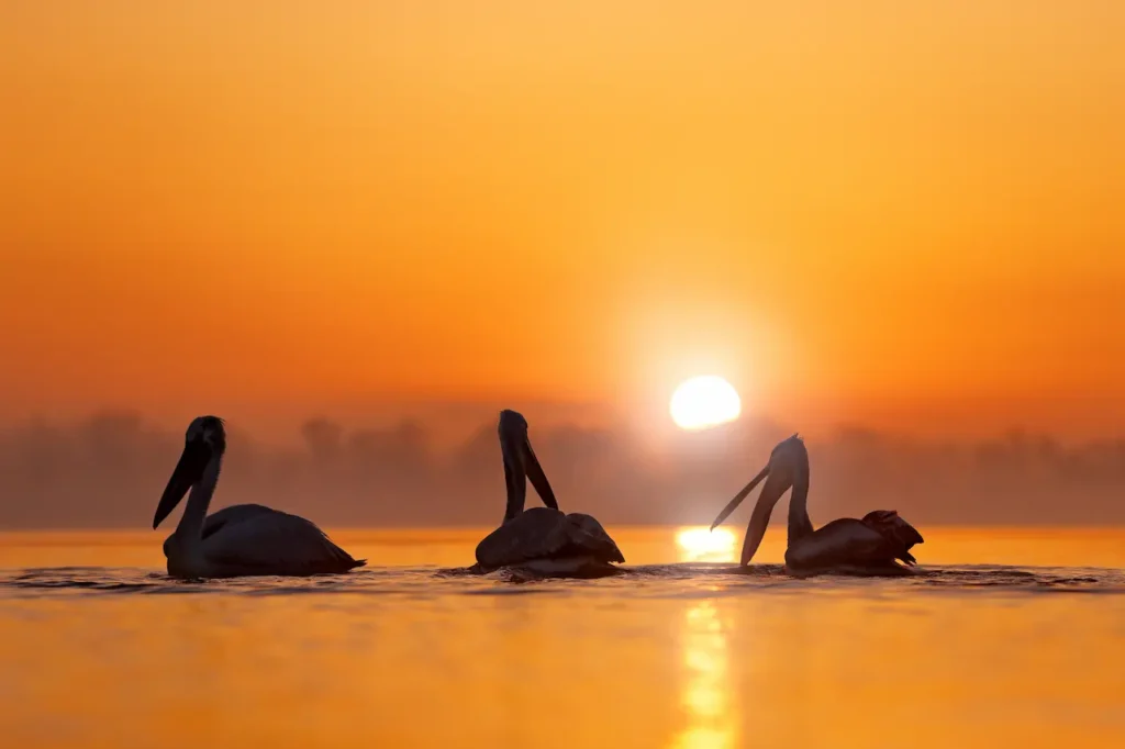 Dalmatian Pelican (Pelecanus crispus) Lake Kerkini Greece