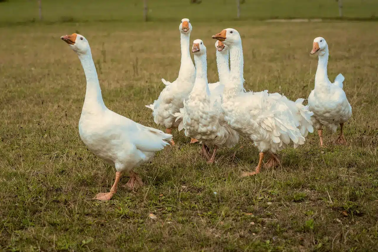 A Group Of Danubian Goose