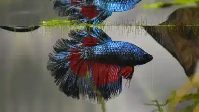Dark Blue Betta Fish