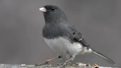 The Dark Eyed Junco Looking For A Prey
