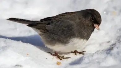 The Dark Eyed Junco Migration In The Arctic Area