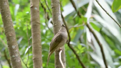 Dark-billed Cuckoo Perched on a Tree Branch