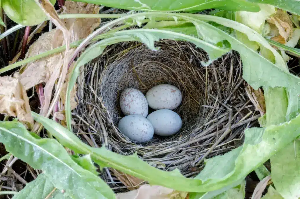 Dark-eyed junco (Junco hyemalis) Nest With Eggs