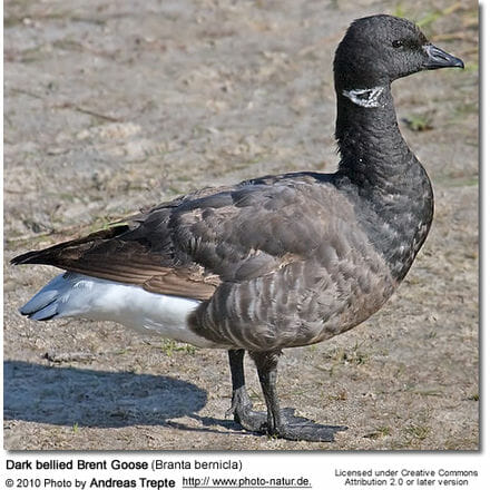 Dark bellied Brent goose (Branta bernicla)