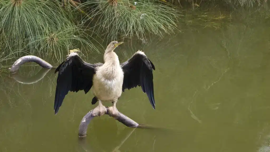 Darters Perch on Wood in the Middle of Water
