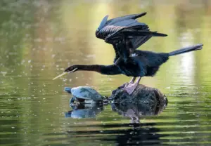 Darters Or Snakebird Fishing Next To A Turtle