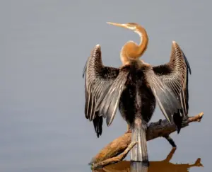 Darters Or Snakebird With Wings Open On Ground