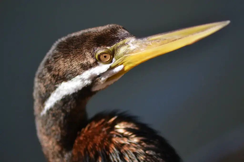 Darters Or Snakebirds (Anhinga novaehollandiae)